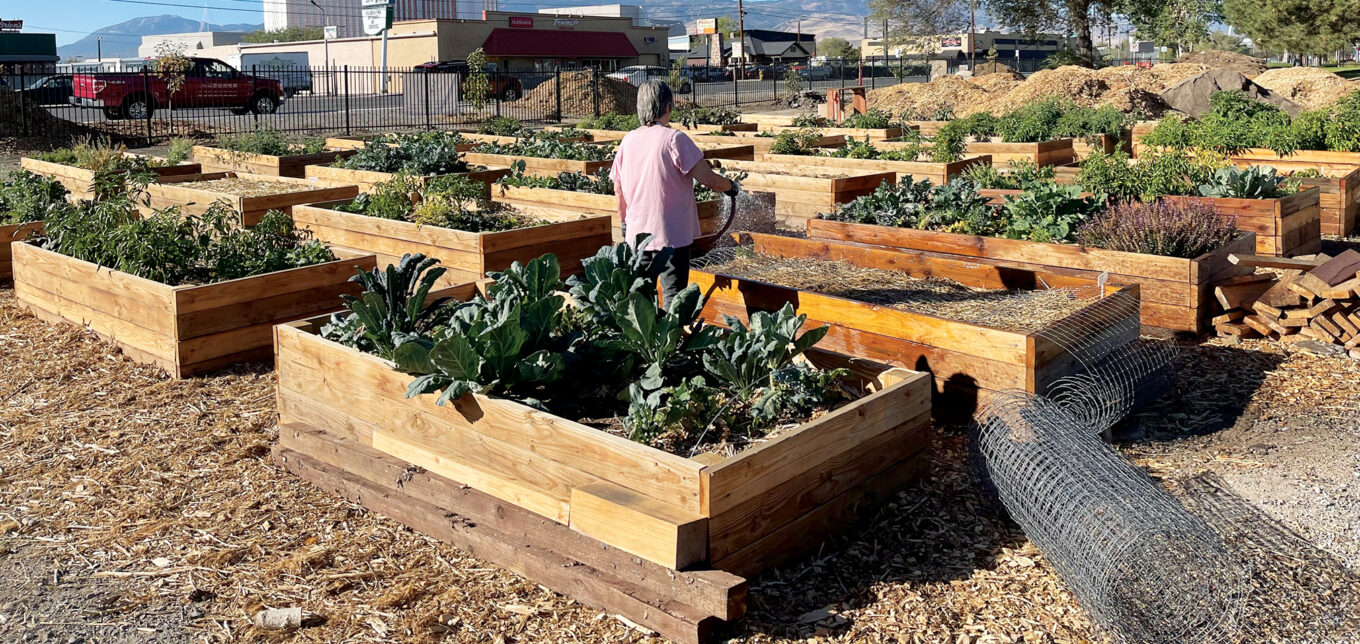 Solutions for Food Insecurity: Soulful Seeds – Mother Earth News - Vimarsana News